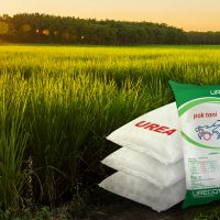 Dicari di Mana-mana, Apa Manfaat Pupuk Urea untuk Padi?