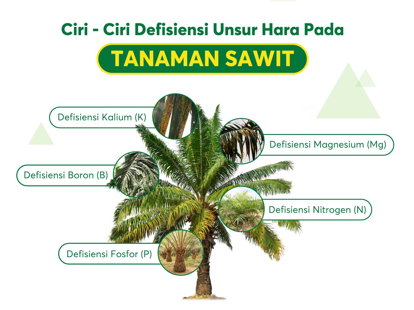 Di cocok daerah sawit ditanam kelapa PERKEBUNAN KELAPA