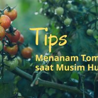 Tips Menanam Tomat di Musim Hujan